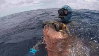 Spearfishing Panama OCT 2016 [upl. by Akirehs]