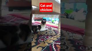 Cat and chicken [upl. by Yvonner542]