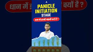 Panicle initiation stage धान में इतनी जरूरी क्यों है 😍 agricultureadda247 paddy fciag3 ibpsafo [upl. by Eelanej351]