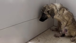 Little Abandoned Dog Was Panicked Crying Like A Baby When He Was Taken To The Vet [upl. by Budde570]