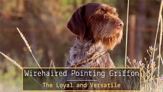 Wirehaired Pointing Griffon – The Loyal and Versatile [upl. by Assecnirp768]