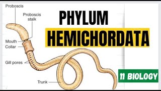 Phylum Hemichordata prochordates Acron worms [upl. by Sprague314]