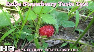 ⟹ FALSE STRAWBERRY  Duchesnea indica  Are they poisonous [upl. by Medeah]