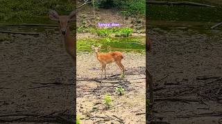 Sangai deer  Dancing deer Manipur browantlered deer or Elds deer shortsviral deer wildlife [upl. by Malia702]