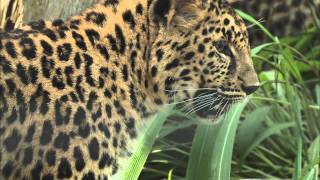 Amur Leopards Pounce into the San Diego Zoo [upl. by Wimsatt]