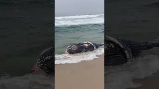 Brasillamentável um filhote de baleia morto enter posto 6 e o 5 praia da Barra Da Tijuca [upl. by Dolhenty812]