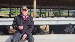 Whole Cottonseed Benefits For Beef Producers  Terry Quam [upl. by Jennilee]