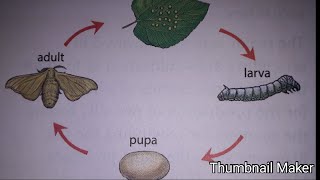 ANIMAL FIBRES CHAPTER 3 SCIENCE CLASS 7 NCERT in hindi Life cycle of a silk moth  fibre to fabric [upl. by Aenehs]