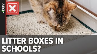 There’s never been evidence of a school providing litter boxes for students ‘identifying as cats’ [upl. by Rosena]