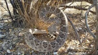 Western Diamondback Rattlesnake wakes up suddenly [upl. by Nyleda]