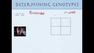 Genetics for Beginners Part 1 [upl. by Alicia]