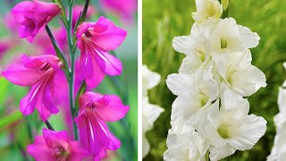 How to Plant Gladioli Summer Garden Guide [upl. by Amedeo192]