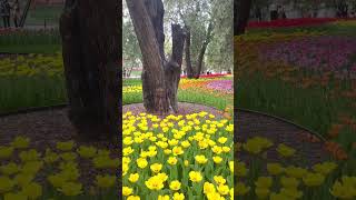 300 years of Platycladus orientalis L Franco and tulips 🌷 tulips Beijing park spring [upl. by Eirallih]