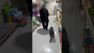 Desensitizing a super skittish dog puppy canecorso [upl. by Gupta532]