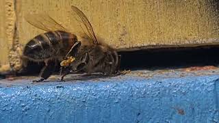 Honey bee recycling propolis [upl. by Alam]