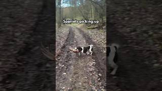 Springer Spaniels picking up on pheasant shoot gundog spaniel hunting pheasant [upl. by Bernarr]