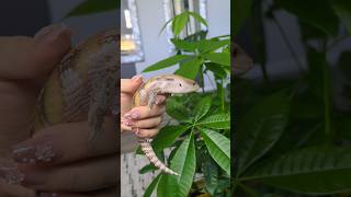 Showing Smaug the baby blue tongue skink my money tree plant  3 months [upl. by Fulbert]