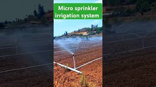 Micro sprinkler irrigation system farming irrigation sprinklerirrigation indianfarmer [upl. by Eednahs]