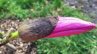 Magnolia Galaxy  flower bud close up  March 2020 [upl. by Arivle]