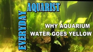 How To Stop Yellow Aquarium Water [upl. by Frymire]