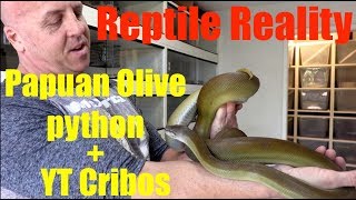 Reptile RealityPapuan pythons and YT Cribos [upl. by Ramsdell]