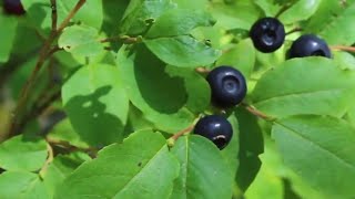 How to Find Huckleberries [upl. by Itraa327]