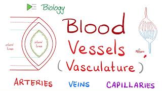 Blood 🩸 Vessels 🚢 Vasculature  Arteries Arterioles Capillaries Venules amp Veins  Biology [upl. by Stefano]