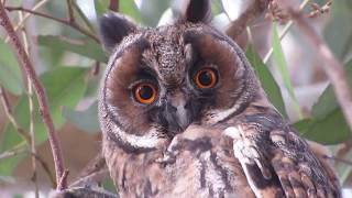 Longeared Owl Asio otus Νανόμπουφος Αρκόθουπος  Cyprus [upl. by Eneryt]