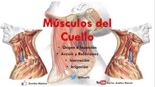 Anatomía  Músculos del Cuello Inserción Inervación Irrigación y Acción [upl. by Yanat688]