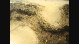 Lasius Love Is In The Air HD [upl. by Kennedy]