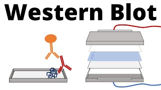 Western Blot  Protein Immunoblot explained [upl. by Atiuqiram]