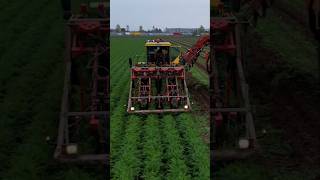 Carrot Harvest harvesting farming agriculture tractor carrots Dewulf shorts new drone dji [upl. by Nivlek]