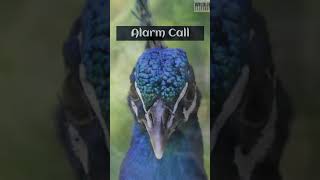 Mysterious Peacock Calls Revealing Their Hidden Language [upl. by Ahseim859]