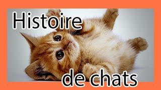 Des chats trop drôles  funny cats  Histoire de chats  rigolos amusants marrants [upl. by Attenahs520]