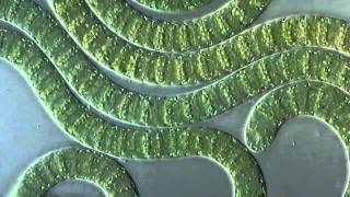 Цианобактериисинезеленые водоросли под микроскопом Cyanobacteria under microscope [upl. by Ahsir]