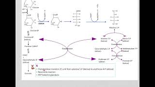 517 Understand not memorize metabolism Postprandial Pentose phosphate pathway [upl. by Yrrep1]