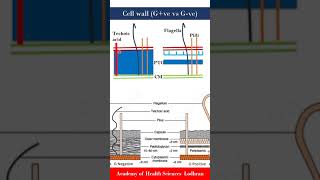 Cell wall Gram positive vs Gram negative bacteria  Microbiology  by Imran Yaseen [upl. by Garold268]