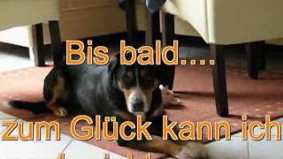 Hundetricks Tricksammlung Entlebucher Sennenhund Lucy Tricks Haushaltshilfe Hundetraining [upl. by Lugo]