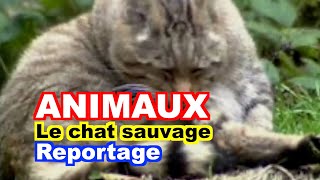 ANIMAUX  Le Chat sauvage Felis silvestris [upl. by Yruy300]