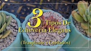 3 Tipos De Echeveria Elegans  Trasplante y Cuidados [upl. by Cardew]