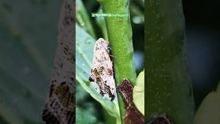 leafhopper insect nature bush [upl. by Bentlee]