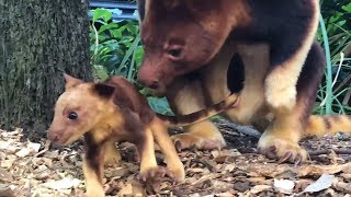 Watch Newborn Kangaroo Hop For First Time After Leaving Moms Pouch [upl. by Eninnaej570]