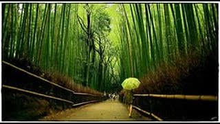 Бамбуковый лес СаганоSagano bamboo forest [upl. by Hsina]