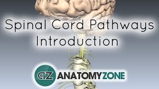 Spinal Cord  Ascending amp Descending Tracts  Spinal Cord Hemisection  Neurology [upl. by Solegnave]