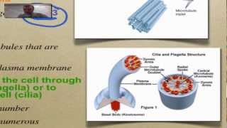 Chapter 7 Part 8  Cytoskeleton [upl. by Apoor314]