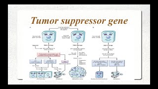 Molecular Basis of cancer Part 2 Tumor Suppressor Genes [upl. by Adiaj]