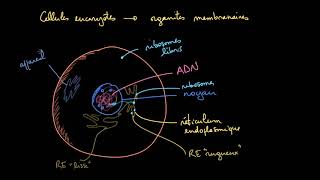 Les organites membranaires dans les cellules eucaryotes [upl. by Baxy]