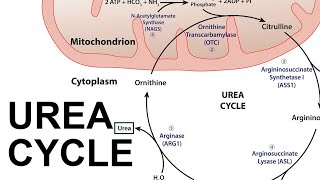 Urea Cycle [upl. by Kazmirci950]