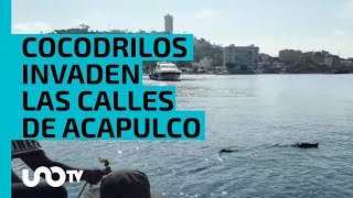 ¡Alerta en Acapulco Reportan que al menos 40 cocodrilos invaden las calles [upl. by Riabuz]