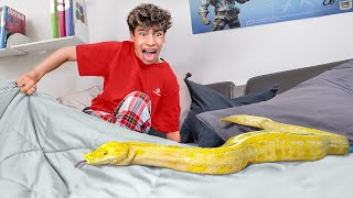 a Giant SNAKE in my Bedroom [upl. by Lunna]